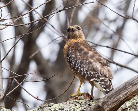 Image of Buteo lineatus lineatus (Gmelin & JF 1788)