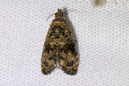 Endothenia hebesana Walker 1863的圖片