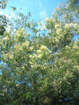 Image of Acacia schinoides Benth.