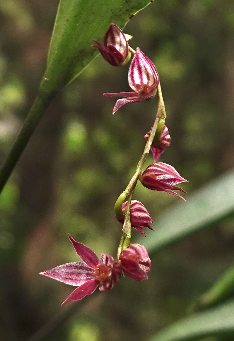 Image of Pleurothallis lindenii Lindl.