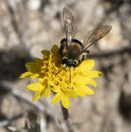 Image of Andrena sola Viereck 1917