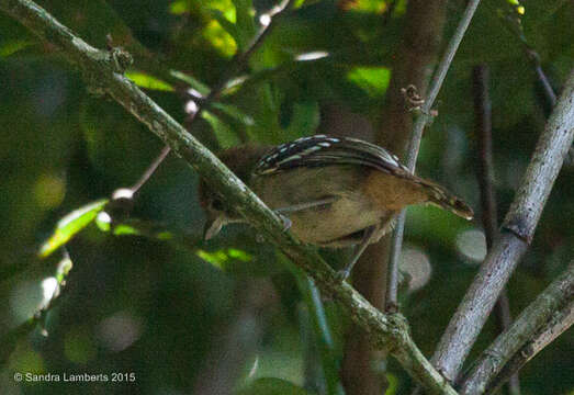 Image of Planalto Slaty Antshrike