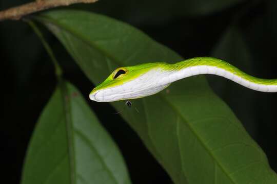 Image of Malayan Vine Snake