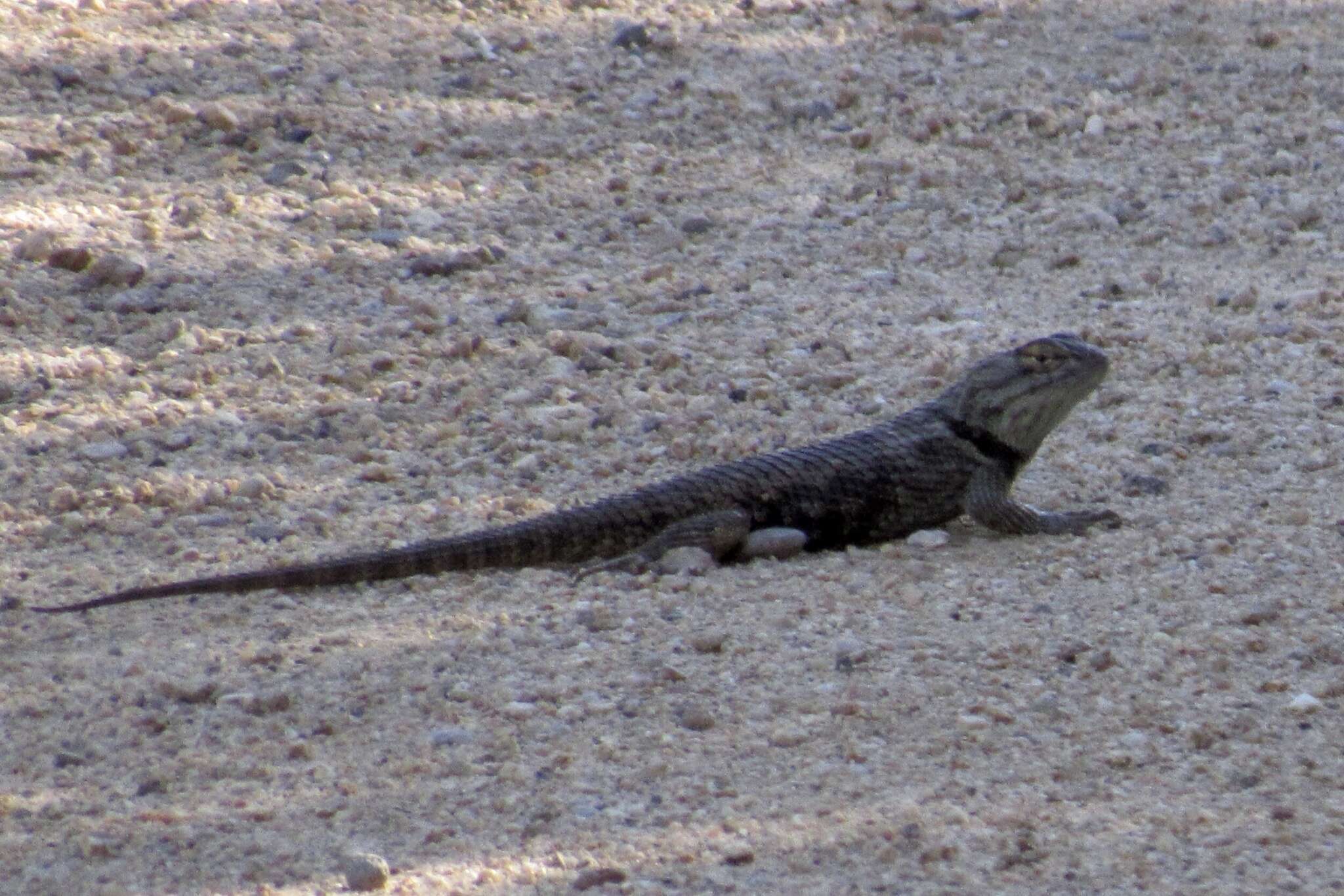 Image of Barred Spiny Lizard