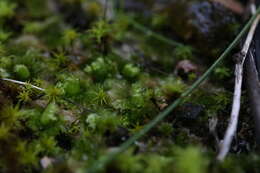 Image of Petalophyllum preissii Gottsche