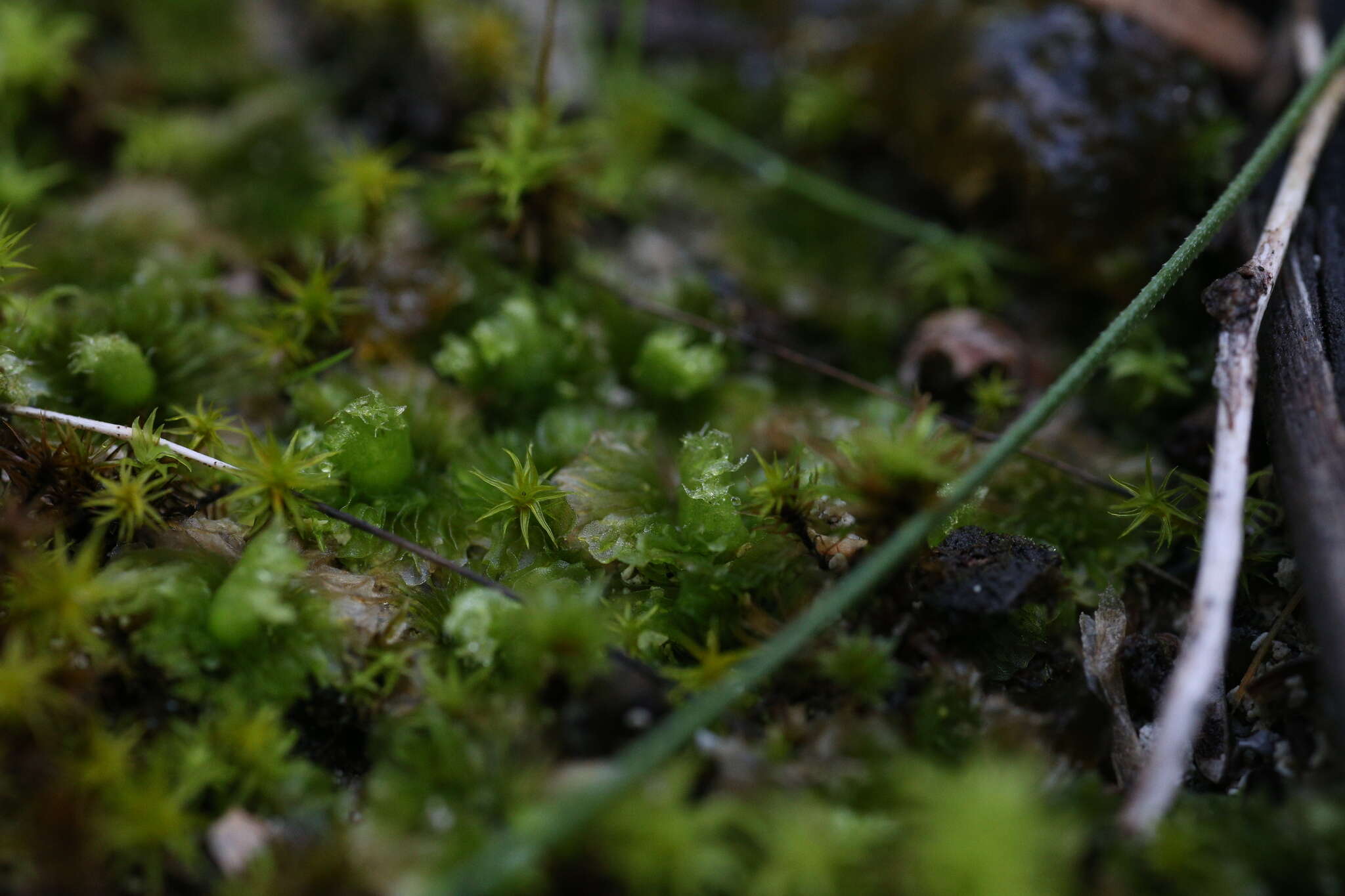 Imagem de Petalophyllum preissii Gottsche