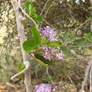 Plancia ëd Ehretia namibiensis subsp. namibiensis