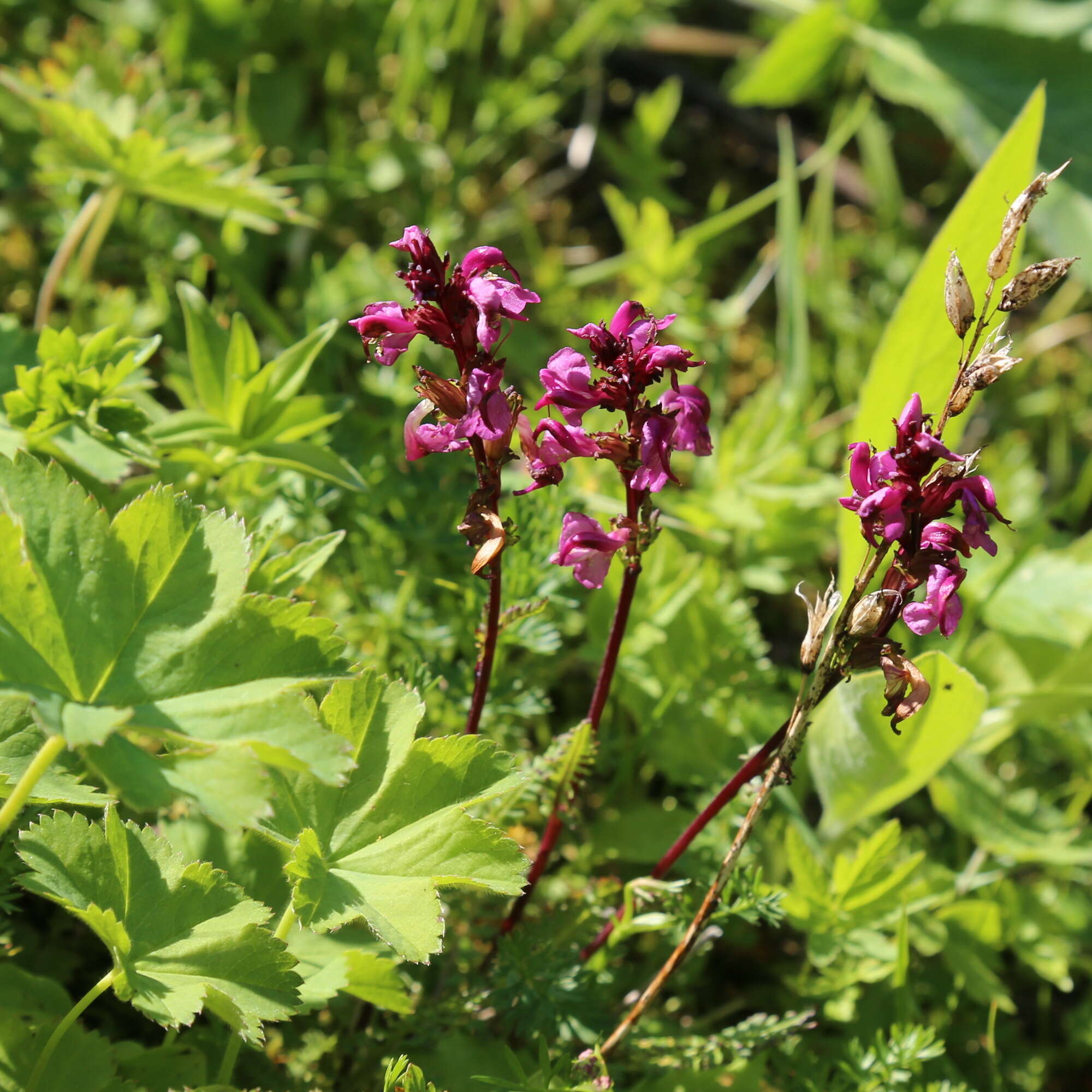 Image de Pedicularis nordmanniana Bunge