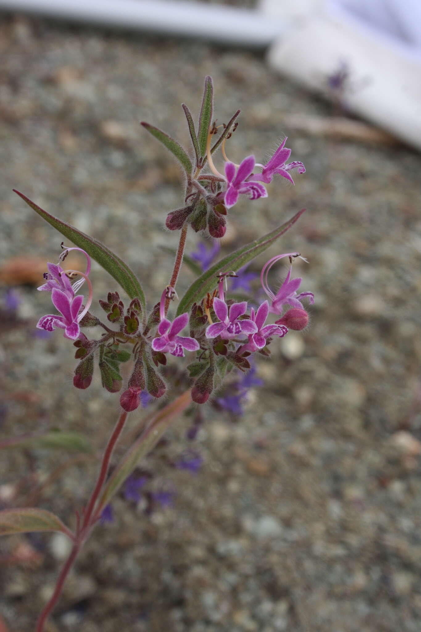 Image de Trichostema laxum A. Gray