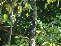 Image of Ceylon Grey-Hornbill