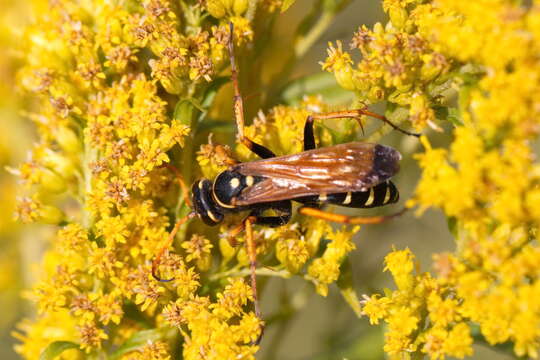 Image of Parabatozonus