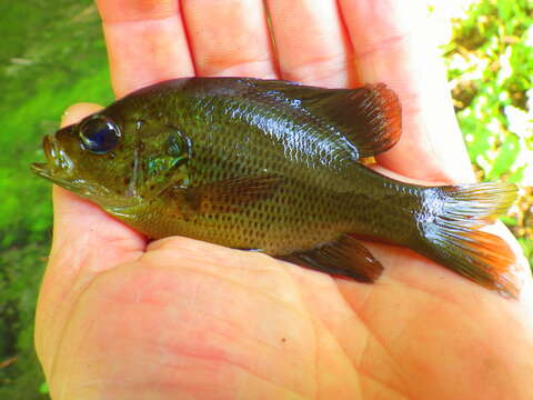 Image of Spotted Sunfish