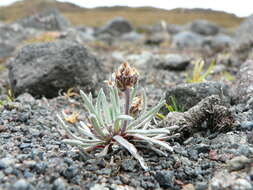 Image of Plantago sericea Ruiz & Pav.