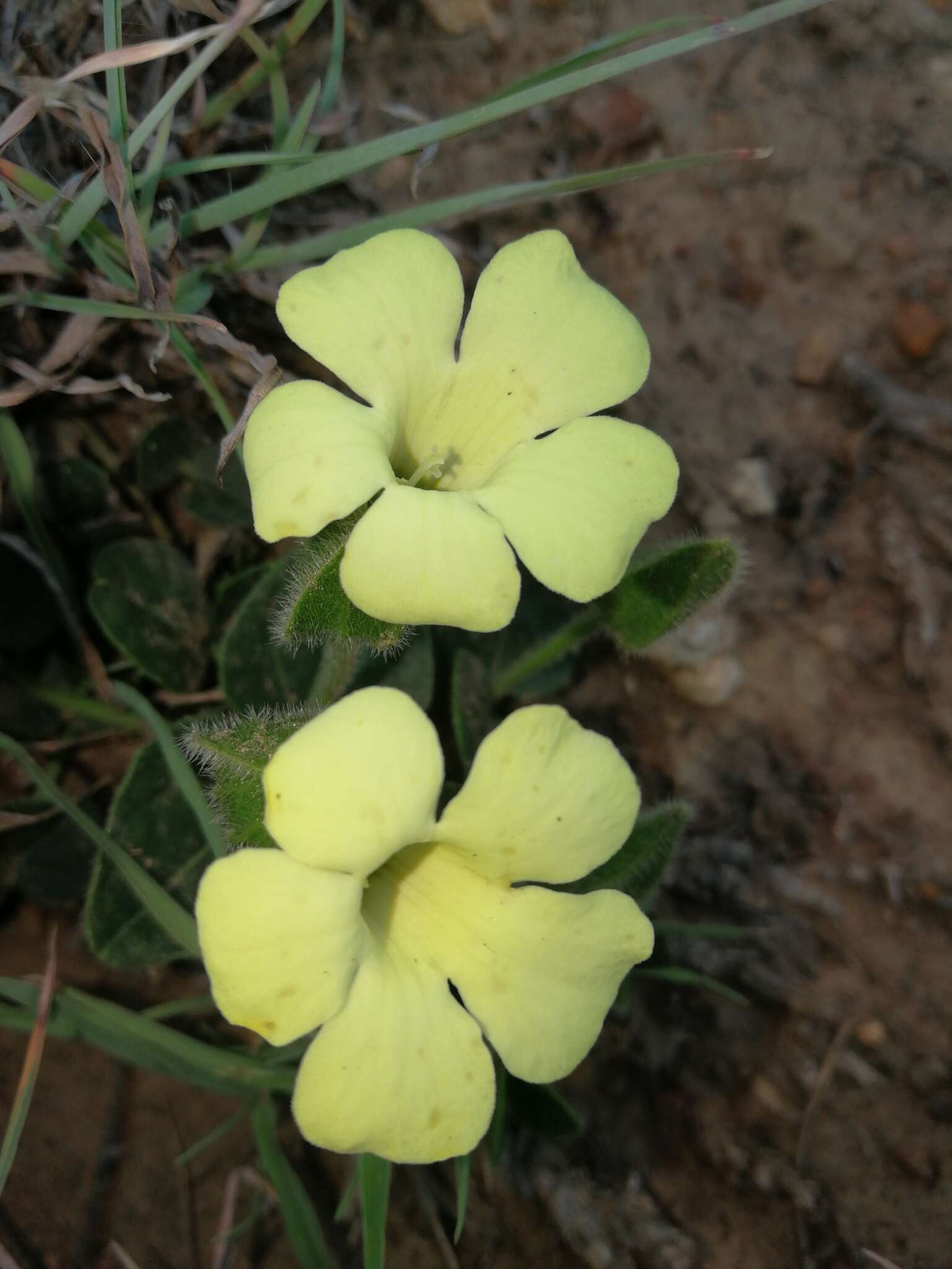 صورة Thunbergia capensis Rets.