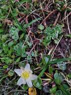 Image of Callianthemum coriandrifolium Rchb.