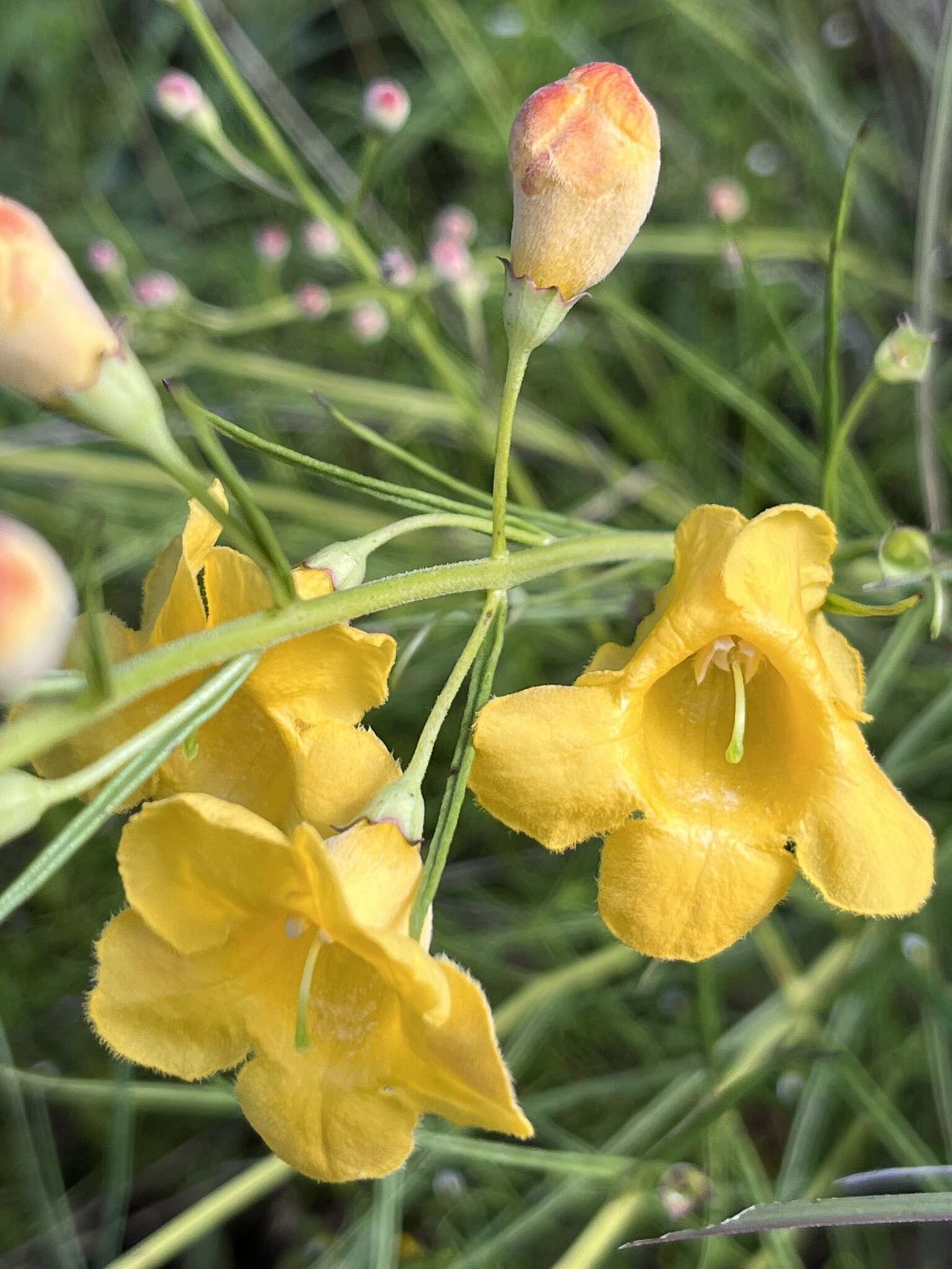 Image of Arizona desert foxglove