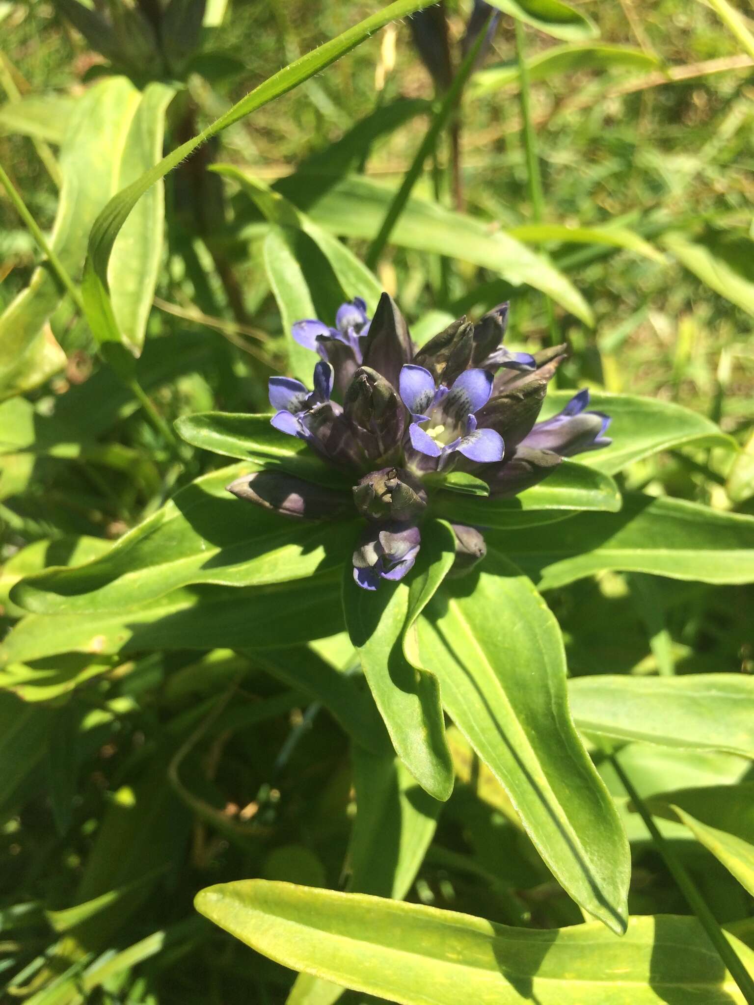 Image of Cross gentian