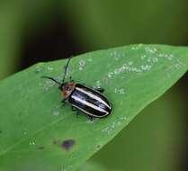 Image of Pigweed Flea Beetle