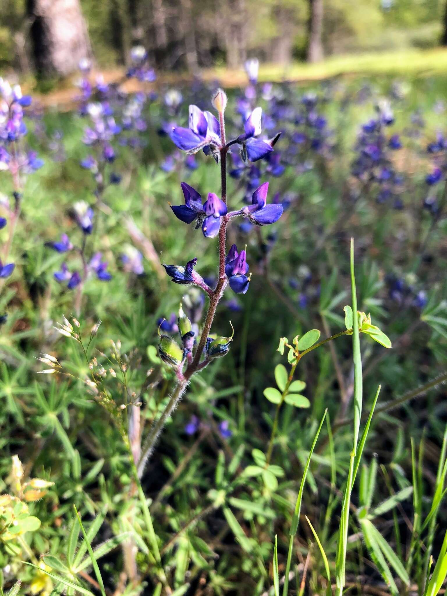 Sivun Lupinus affinis J. Agardh kuva