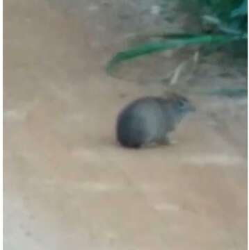 Image of Yellow-toothed cavy