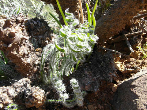 Image of Gethyllis villosa (Thunb.) Thunb.