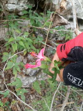 Image of Poeppig's rosemallow