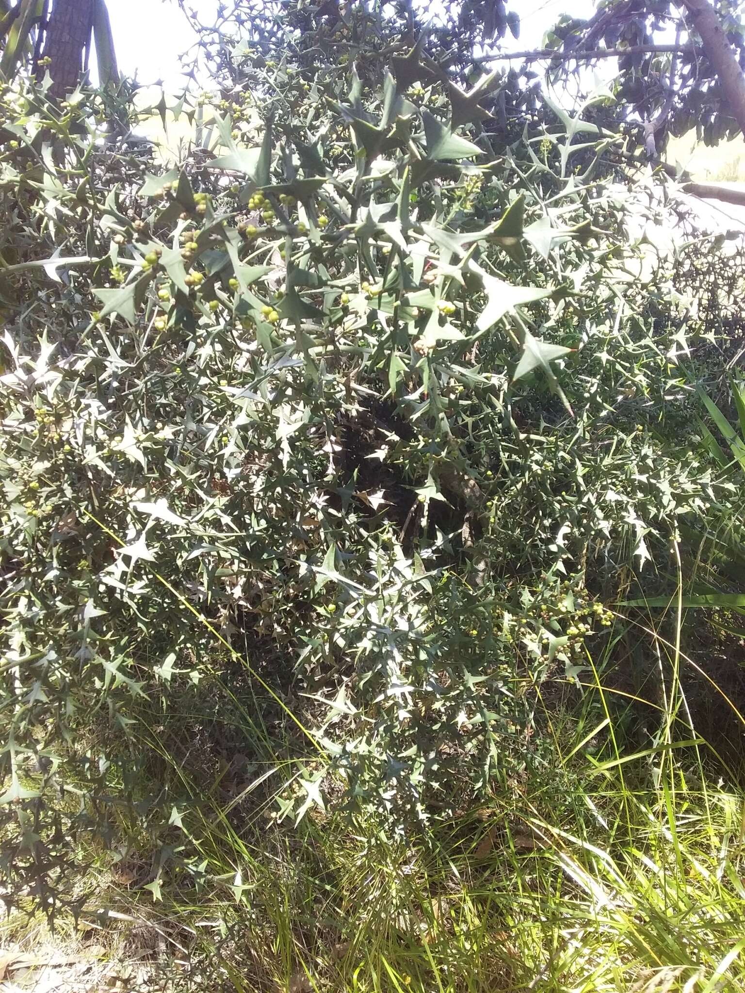 Image of Colletia paradoxa (Spreng.) Escalante