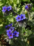 Image of alkanet