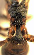 Image of Parasitoid wasp