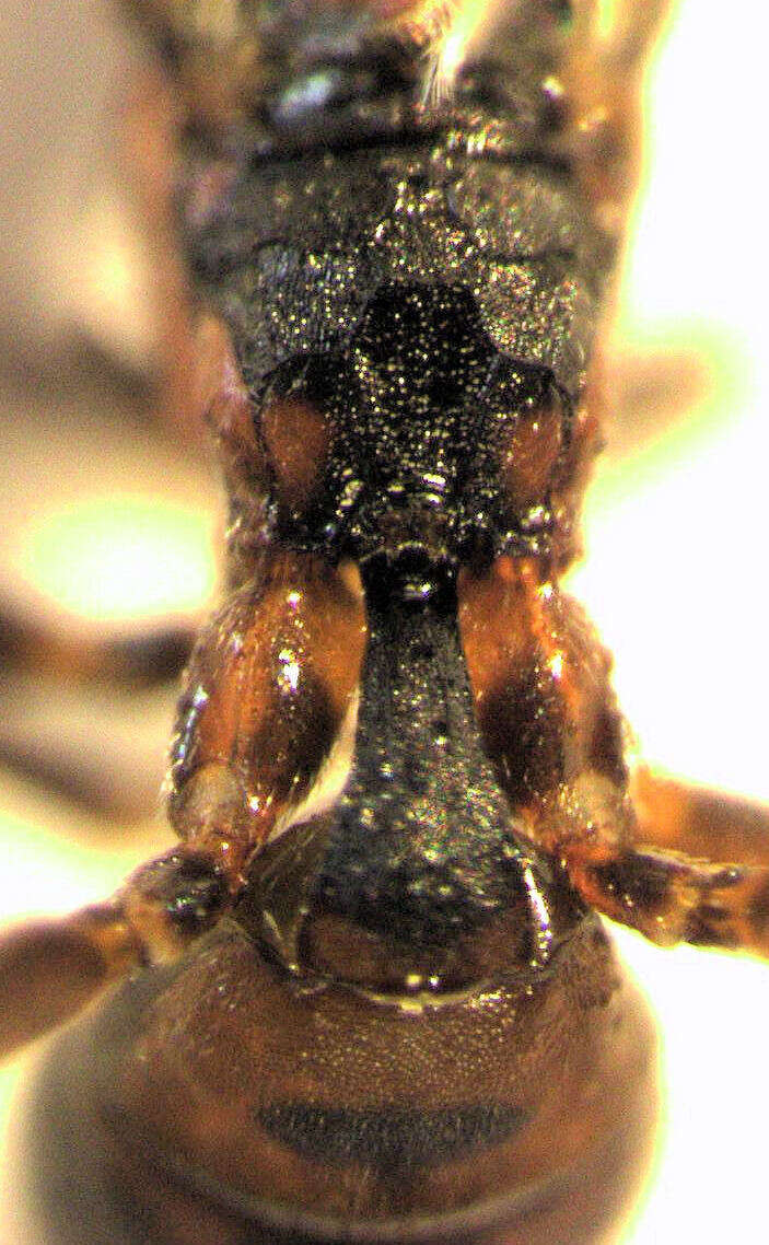 Image of Parasitoid wasp