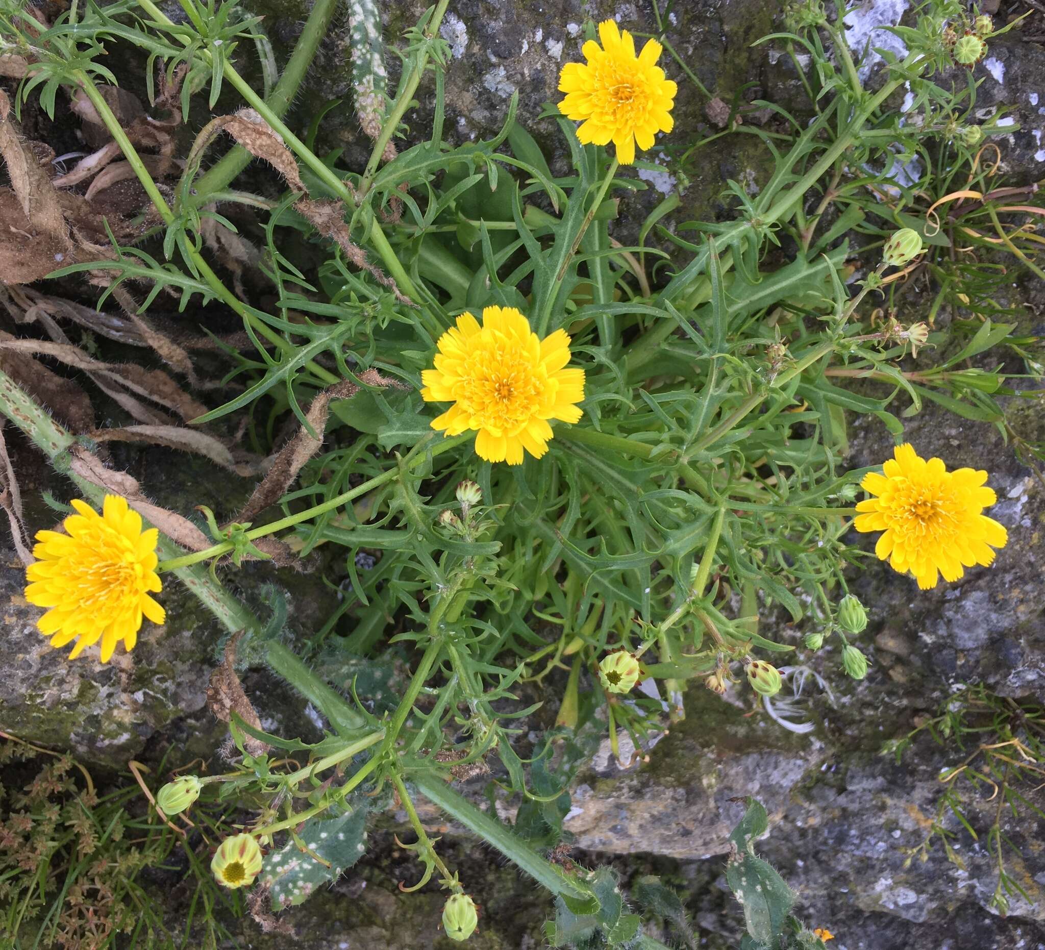 Image de Malacothrix foliosa subsp. philbrickii W. S. Davis