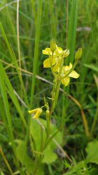 Image of fourflower yellow loosestrife