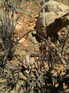 Image of Adromischus liebenbergii Hutchison