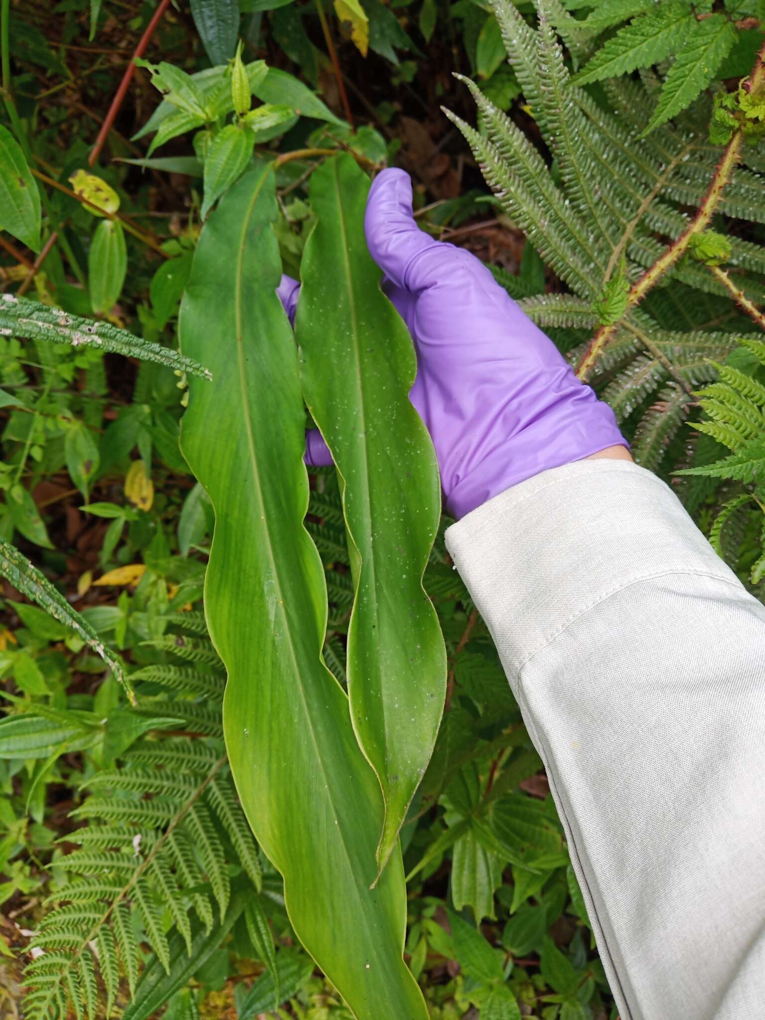 Image of Alpinia sessiliflora Kitam.