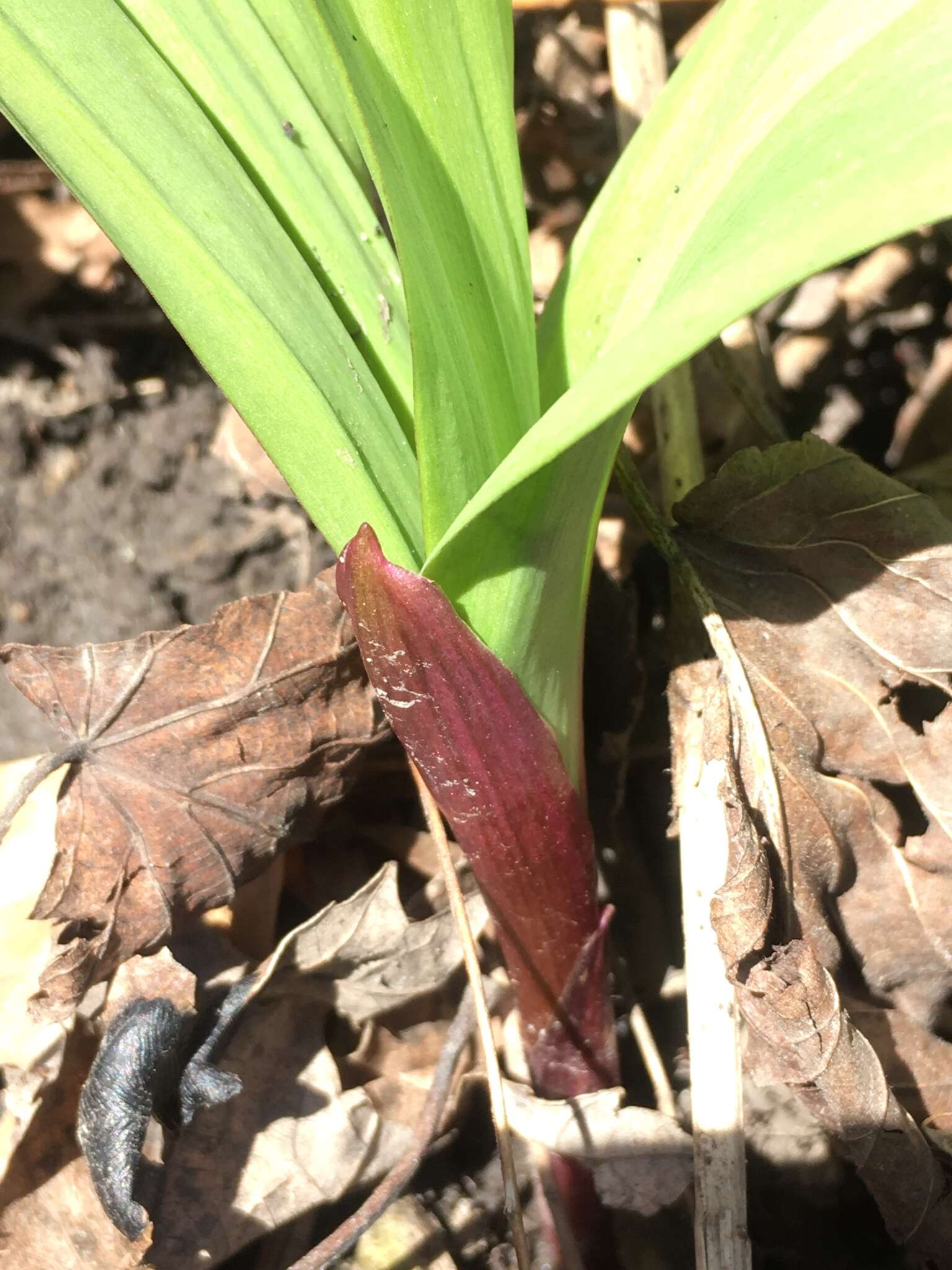 Sivun Allium tricoccum var. tricoccum kuva