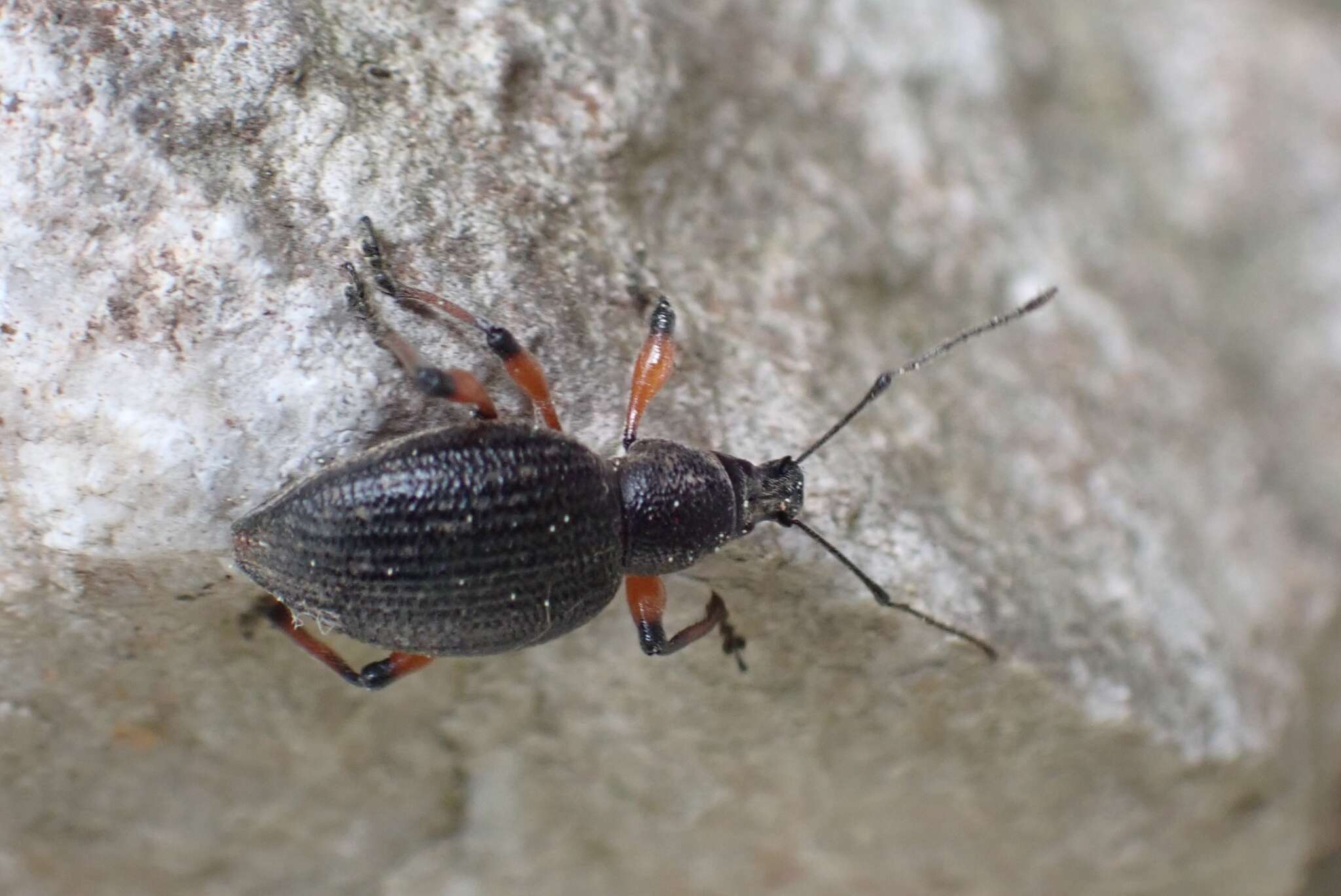 Image of Otiorhynchus (Urorrhynchus) sensitivus (Scopoli 1763)