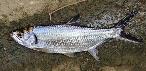 Image of tarpons