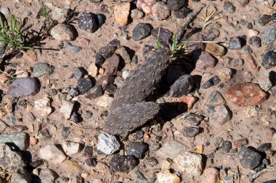 Image de Pterocactus reticulatus R. Kiesling