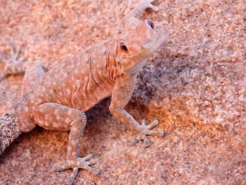 Image of Barnard’s Namib Day Gecko