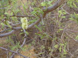 Image of Senegalia hereroensis (Engl.) Kyal. & Boatwr.