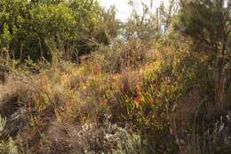 Слика од Watsonia aletroides (Burm. fil.) Ker Gawl.