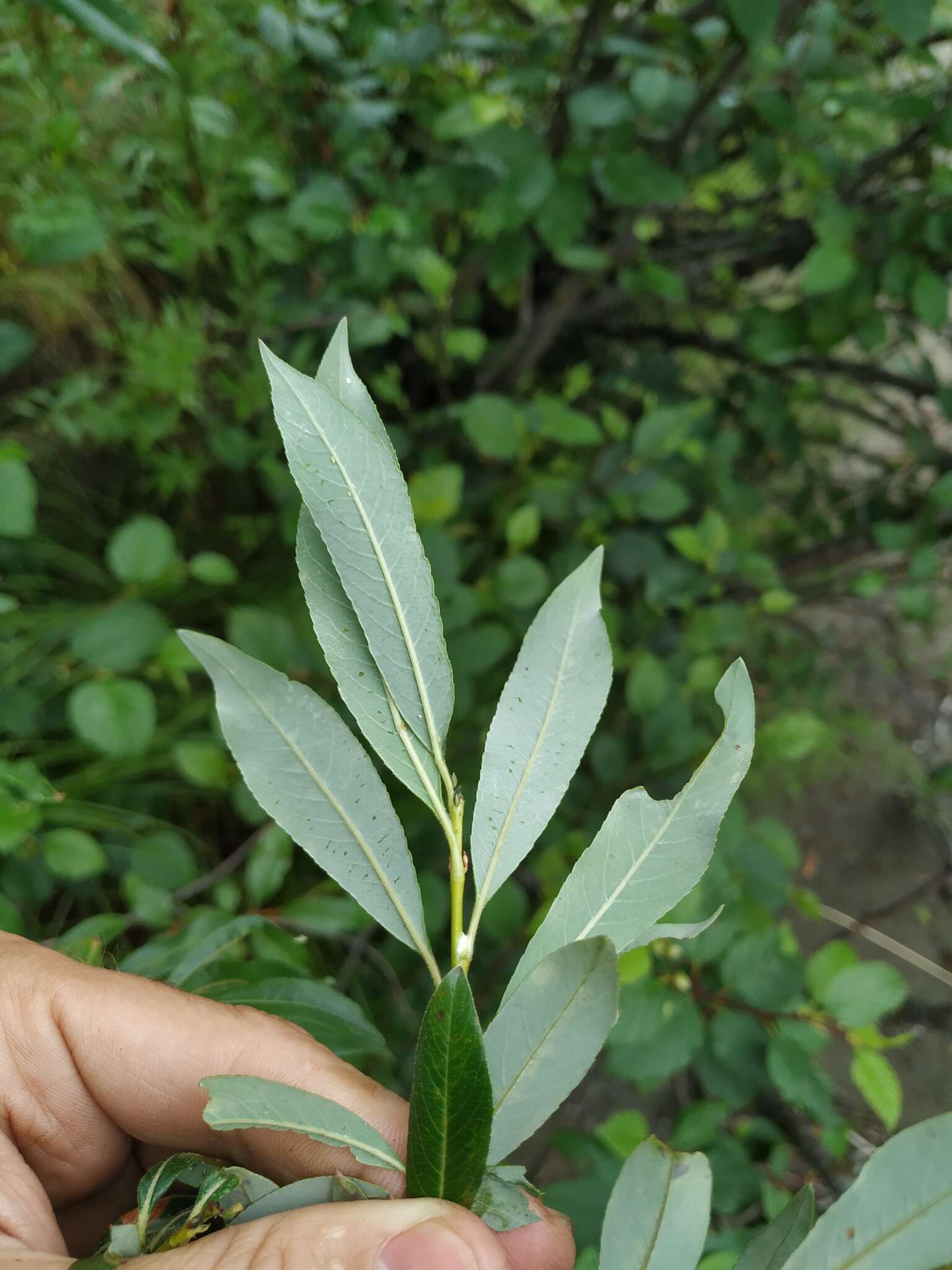 Salix divaricata Pall.的圖片