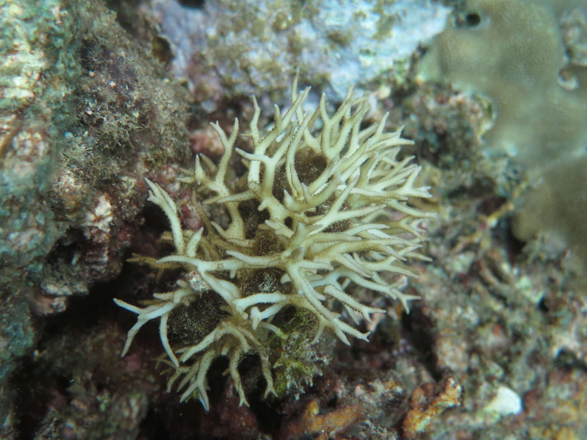 Image of Thin Birdsnest Coral