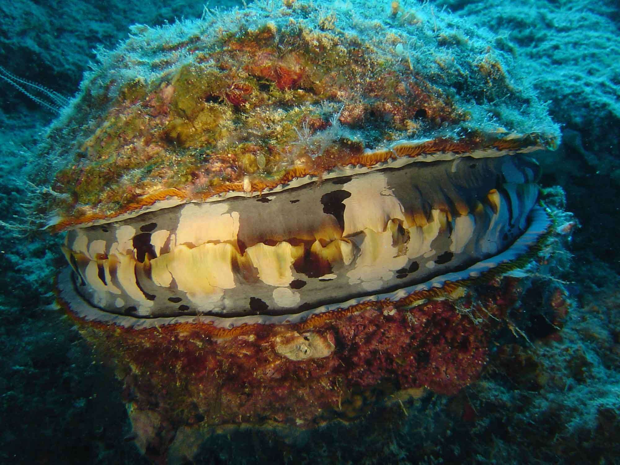 Image of Thorny oyster