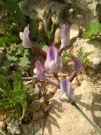 Image of Astragalus sanctus Boiss.