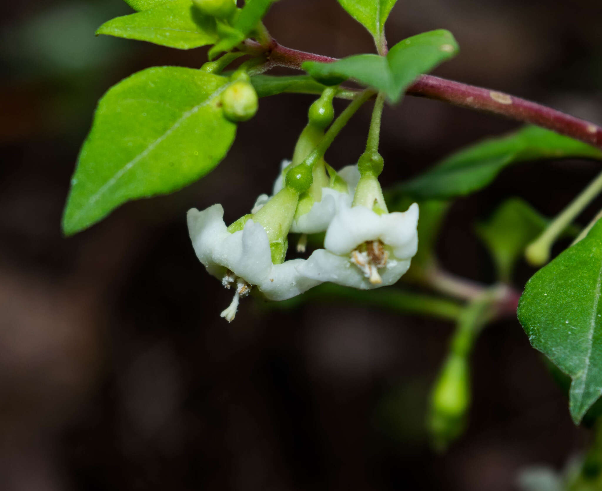 Image of Fuchsia thymifolia subsp. thymifolia