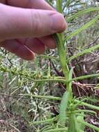 Image of Chloanthes glandulosa R. Br.