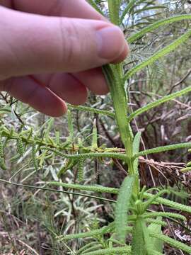 Image of Chloanthes glandulosa R. Br.