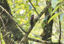 Image of Plaintive Cuckoo