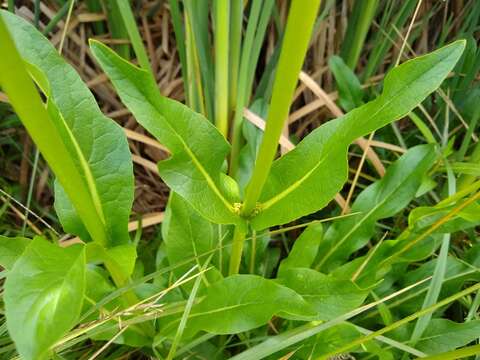 Image of Valeriana edulis subsp. procera